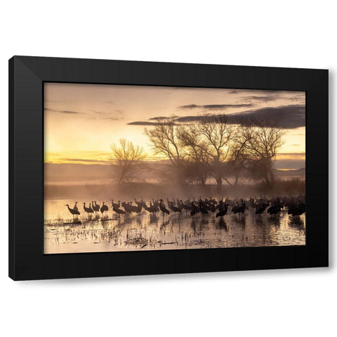 USA-New Mexico-Bernardo Wildlife Management Area-Sandhill cranes in water on foggy sunrise Black Modern Wood Framed Art Print by Jaynes Gallery