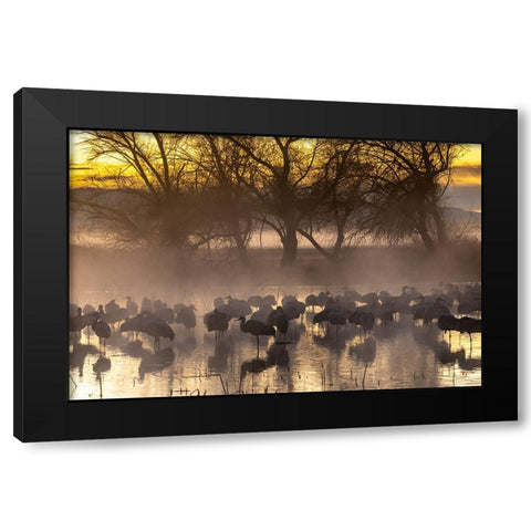 USA-New Mexico-Bernardo Wildlife Management Area-Sandhill cranes in water on foggy sunrise Black Modern Wood Framed Art Print by Jaynes Gallery