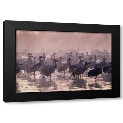 USA-New Mexico-Bernardo Wildlife Management Area-Sandhill cranes and foggy sunrise Black Modern Wood Framed Art Print by Jaynes Gallery
