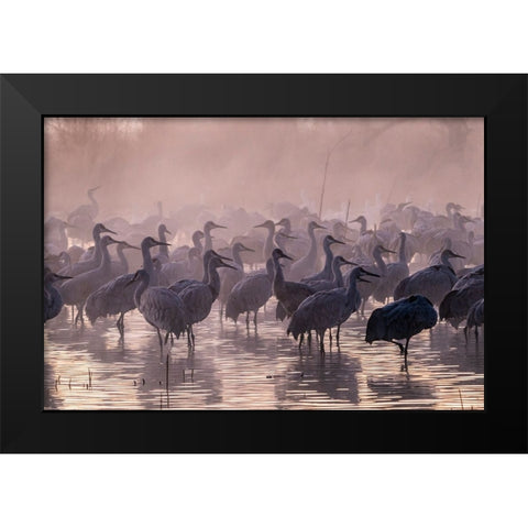 USA-New Mexico-Bernardo Wildlife Management Area-Sandhill cranes and foggy sunrise Black Modern Wood Framed Art Print by Jaynes Gallery