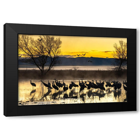 USA-New Mexico-Bernardo Wildlife Management Area-Sandhill cranes in water on foggy sunrise Black Modern Wood Framed Art Print by Jaynes Gallery