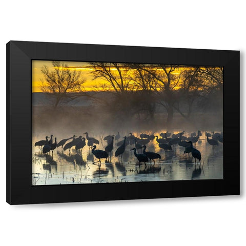 USA-New Mexico-Bernardo Wildlife Management Area-Sandhill cranes in water on foggy sunrise Black Modern Wood Framed Art Print by Jaynes Gallery