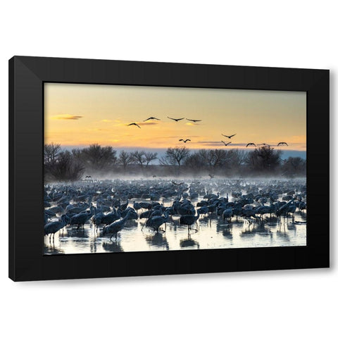 USA-New Mexico-Bernardo Wildlife Management Area-Sandhill cranes in water on foggy sunrise Black Modern Wood Framed Art Print by Jaynes Gallery