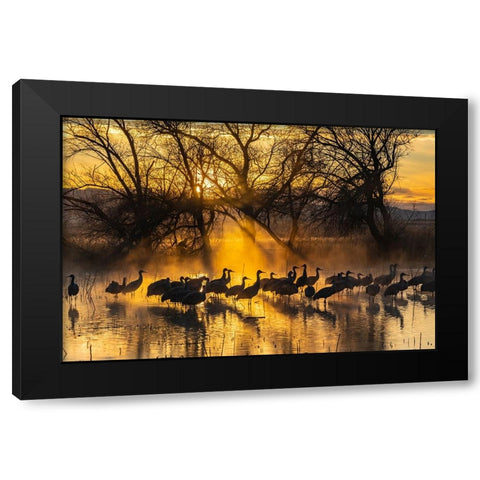 USA-New Mexico-Bernardo Wildlife Management Area-Sandhill cranes in water on foggy sunrise Black Modern Wood Framed Art Print by Jaynes Gallery