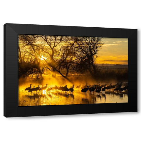 USA-New Mexico-Bernardo Wildlife Management Area-Sandhill cranes in water on foggy sunrise Black Modern Wood Framed Art Print with Double Matting by Jaynes Gallery
