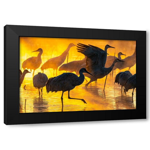 USA-New Mexico-Bernardo Wildlife Management Area-Sandhill cranes in water on foggy sunrise Black Modern Wood Framed Art Print with Double Matting by Jaynes Gallery
