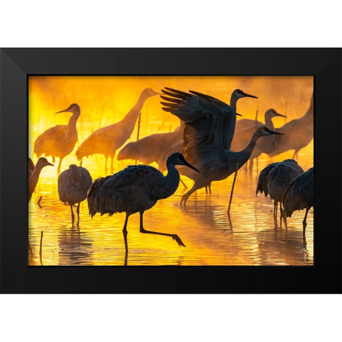 USA-New Mexico-Bernardo Wildlife Management Area-Sandhill cranes in water on foggy sunrise Black Modern Wood Framed Art Print by Jaynes Gallery