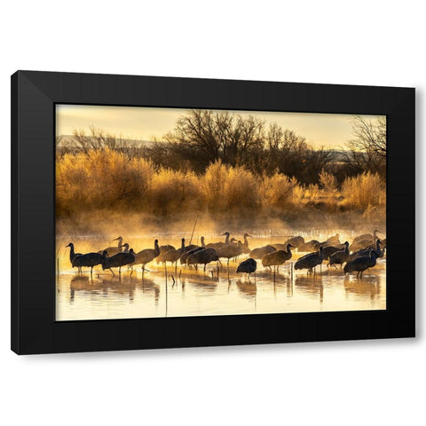 USA-New Mexico-Bernardo Wildlife Management Area-Sandhill cranes in water on foggy sunrise Black Modern Wood Framed Art Print by Jaynes Gallery