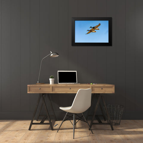 USA-New Mexico-Bosque del Apache National Wildlife Refuge-Mallard drakes in flight Black Modern Wood Framed Art Print by Jaynes Gallery