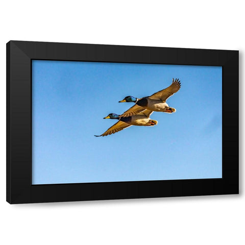 USA-New Mexico-Bosque del Apache National Wildlife Refuge-Mallard drakes in flight Black Modern Wood Framed Art Print by Jaynes Gallery