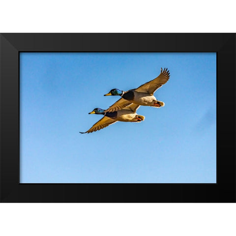 USA-New Mexico-Bosque del Apache National Wildlife Refuge-Mallard drakes in flight Black Modern Wood Framed Art Print by Jaynes Gallery