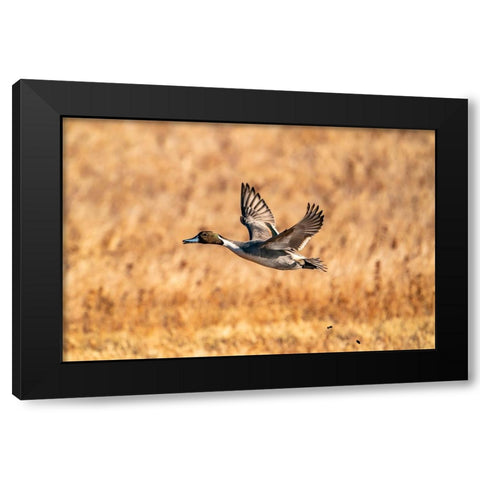 USA-New Mexico-Bosque del Apache National Wildlife Refuge-Pintail duck drake in flight Black Modern Wood Framed Art Print with Double Matting by Jaynes Gallery