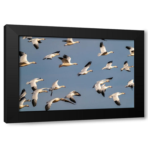 USA-New Mexico-Bosque del Apache National Wildlife Refuge-Snow geese flock in flight Black Modern Wood Framed Art Print with Double Matting by Jaynes Gallery