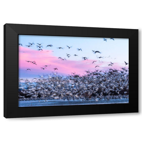 USA-New Mexico-Bernardo Wildlife Management Area-Snow geese take flight over sandhill cranes at sun Black Modern Wood Framed Art Print with Double Matting by Jaynes Gallery
