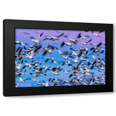USA-New Mexico-Bernardo Wildlife Management Area-Blur of snow geese in flight at sunset Black Modern Wood Framed Art Print by Jaynes Gallery