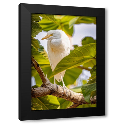 USA-New Mexico-Alamogordo-Alameda Park Zoo Cattle egret in tree Black Modern Wood Framed Art Print with Double Matting by Jaynes Gallery