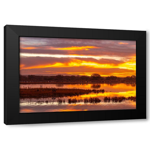 USA- New Mexico- Bosque Del Apache National Wildlife Refuge. Sunrise reflections on ponds. Black Modern Wood Framed Art Print by Jaynes Gallery