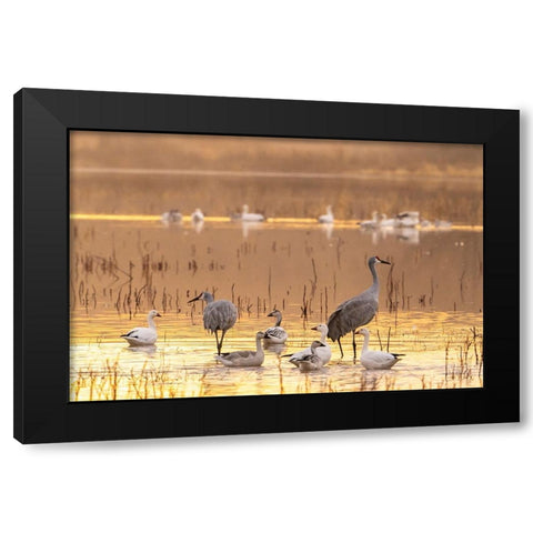 USA- New Mexico- Bosque Del Apache National Wildlife Refuge. Sandhill cranes and snow geese Black Modern Wood Framed Art Print with Double Matting by Jaynes Gallery