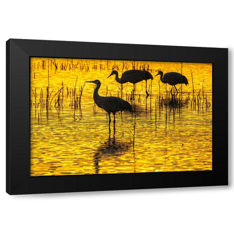 USA- New Mexico- Bosque Del Apache National Wildlife Refuge. Sandhill crane silhouettes at sunset. Black Modern Wood Framed Art Print by Jaynes Gallery