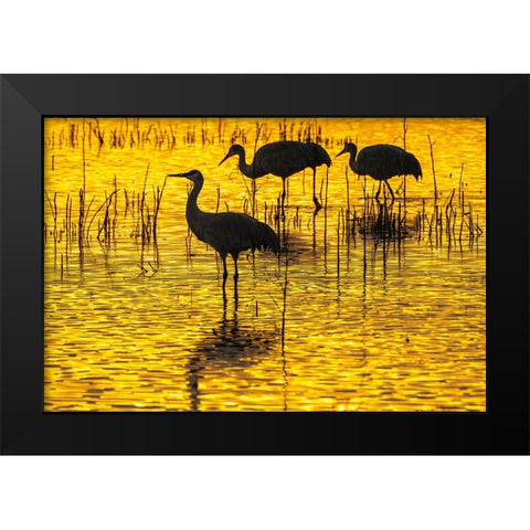 USA- New Mexico- Bosque Del Apache National Wildlife Refuge. Sandhill crane silhouettes at sunset. Black Modern Wood Framed Art Print by Jaynes Gallery