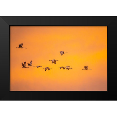 USA- New Mexico- Bosque Del Apache National Wildlife Refuge. Sandhill cranes flying at sunset. Black Modern Wood Framed Art Print by Jaynes Gallery