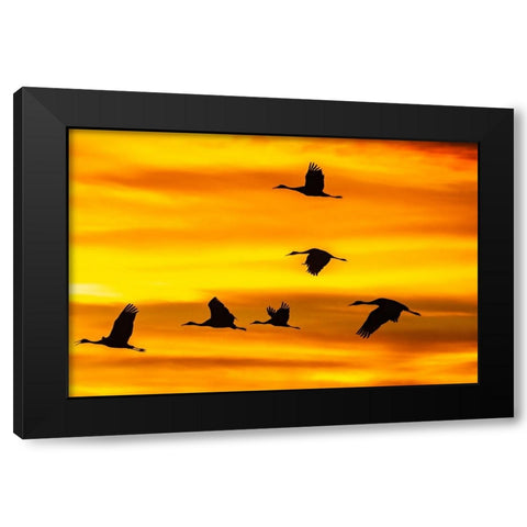 USA- New Mexico- Bosque Del Apache National Wildlife Refuge. Sandhill cranes flying at sunset. Black Modern Wood Framed Art Print by Jaynes Gallery