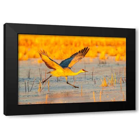 USA- New Mexico- Bosque Del Apache National Wildlife Refuge. Sandhill crane taking flight on ice. Black Modern Wood Framed Art Print with Double Matting by Jaynes Gallery