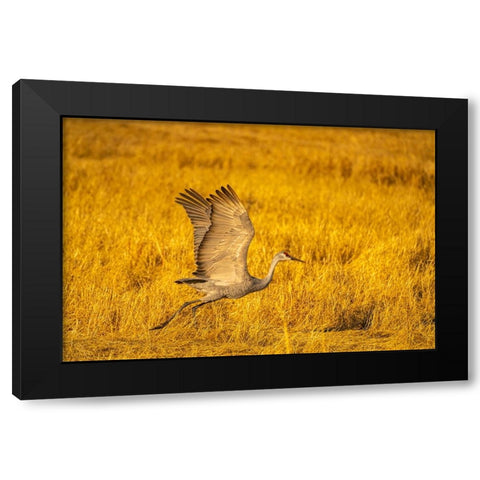 USA- New Mexico- Bosque Del Apache National Wildlife Refuge. Sandhill crane flying. Black Modern Wood Framed Art Print by Jaynes Gallery