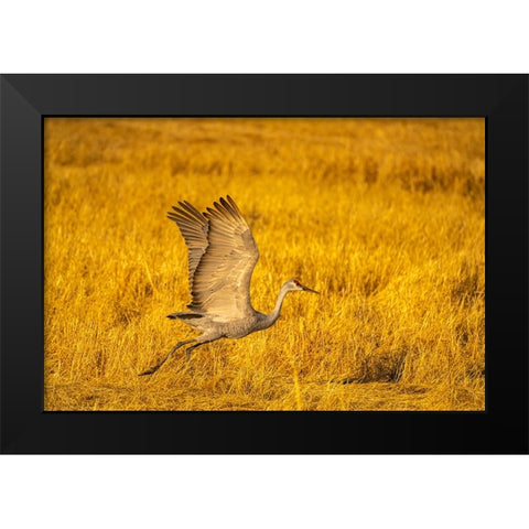 USA- New Mexico- Bosque Del Apache National Wildlife Refuge. Sandhill crane flying. Black Modern Wood Framed Art Print by Jaynes Gallery