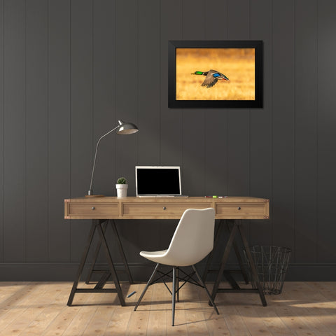 USA- New Mexico- Bosque Del Apache National Wildlife Refuge. Mallard drake duck flying Black Modern Wood Framed Art Print by Jaynes Gallery
