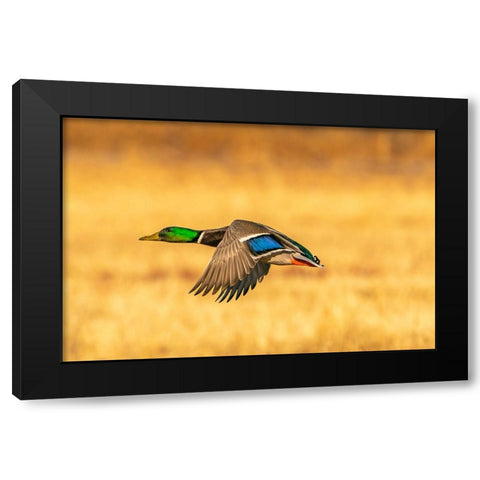 USA- New Mexico- Bosque Del Apache National Wildlife Refuge. Mallard drake duck flying Black Modern Wood Framed Art Print by Jaynes Gallery