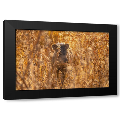 USA- New Mexico- Bosque Del Apache National Wildlife Refuge. Javelina in brush. Black Modern Wood Framed Art Print by Jaynes Gallery