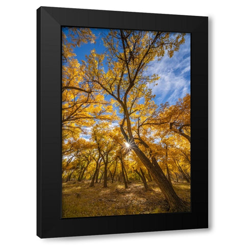 USA- New Mexico- Sandoval County. Sunburst on cottonwood trees. Black Modern Wood Framed Art Print with Double Matting by Jaynes Gallery