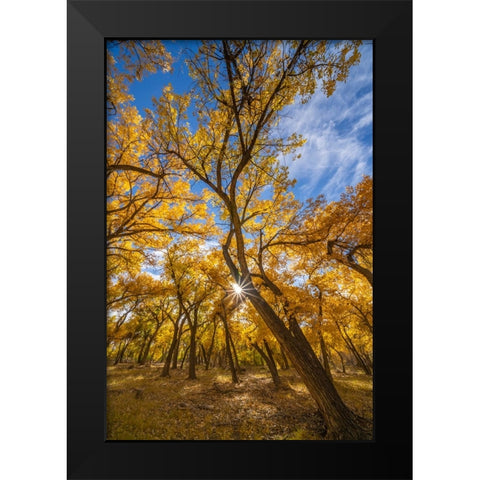 USA- New Mexico- Sandoval County. Sunburst on cottonwood trees. Black Modern Wood Framed Art Print by Jaynes Gallery