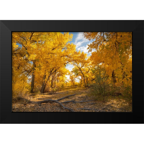 USA- New Mexico- Sandoval County. Cottonwood trees in autumn. Black Modern Wood Framed Art Print by Jaynes Gallery