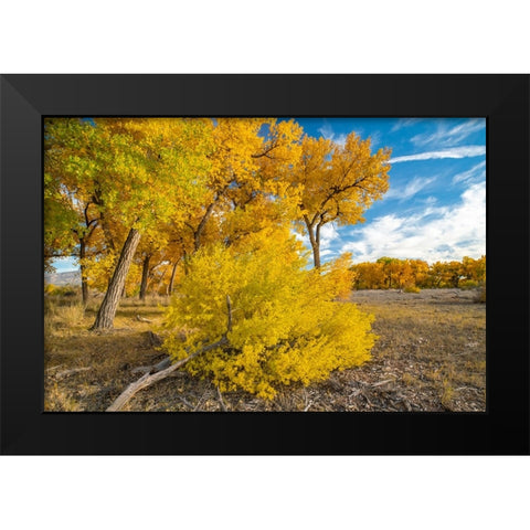 USA- New Mexico- Sandoval County. Cottonwood trees in autumn. Black Modern Wood Framed Art Print by Jaynes Gallery