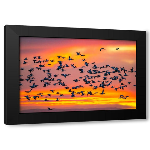USA- New Mexico- Bosque Del Apache National Wildlife Refuge. Snow geese flying at sunrise. Black Modern Wood Framed Art Print with Double Matting by Jaynes Gallery
