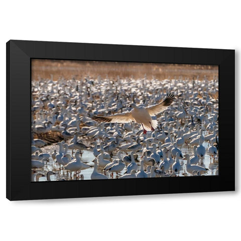 USA- New Mexico- Bosque Del Apache National Wildlife Refuge. Snow goose landing in flock. Black Modern Wood Framed Art Print with Double Matting by Jaynes Gallery