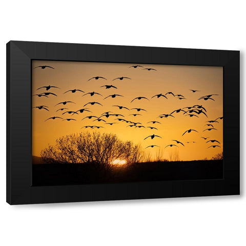 USA- New Mexico- Bosque Del Apache National Wildlife Refuge. Birds in silhouette at sunrise. Black Modern Wood Framed Art Print with Double Matting by Jaynes Gallery
