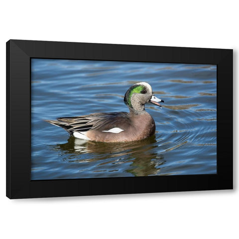 USA- New Mexico- Socorro. American wigeon in small pond Black Modern Wood Framed Art Print by Gulin, Darrell
