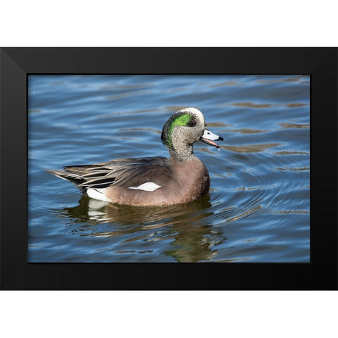USA- New Mexico- Socorro. American wigeon in small pond Black Modern Wood Framed Art Print by Gulin, Darrell