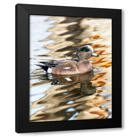 USA- New Mexico- Socorro. American wigeon in small pond Black Modern Wood Framed Art Print by Gulin, Darrell