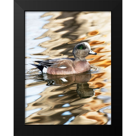 USA- New Mexico- Socorro. American wigeon in small pond Black Modern Wood Framed Art Print by Gulin, Darrell