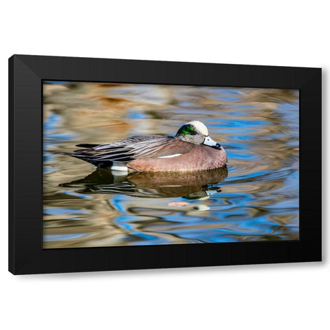 USA- New Mexico- Socorro. American wigeon in small pond Black Modern Wood Framed Art Print by Gulin, Darrell