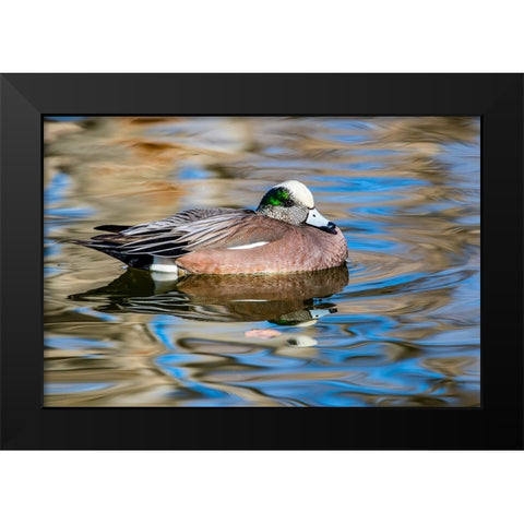 USA- New Mexico- Socorro. American wigeon in small pond Black Modern Wood Framed Art Print by Gulin, Darrell