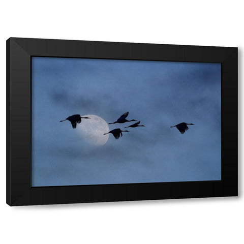 USA- New Mexico. Bosque Del Apache National Wildlife Refuge Black Modern Wood Framed Art Print with Double Matting by Gulin, Darrell