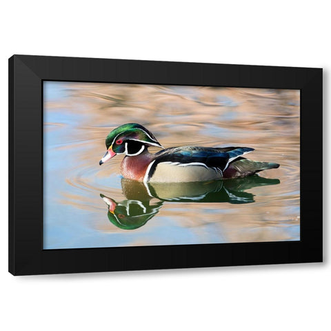USA- New Mexico- Albuquerque. Male wood duck Black Modern Wood Framed Art Print with Double Matting by Gulin, Darrell
