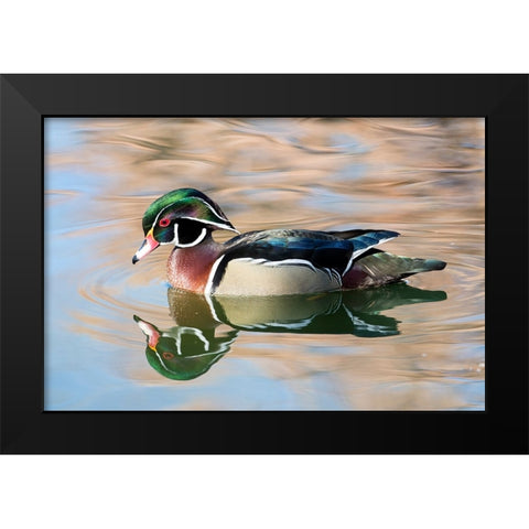USA- New Mexico- Albuquerque. Male wood duck Black Modern Wood Framed Art Print by Gulin, Darrell