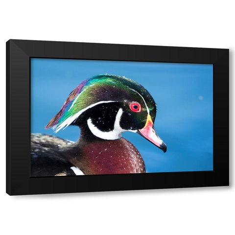 USA- New Mexico- Albuquerque. Male wood duck Black Modern Wood Framed Art Print by Gulin, Darrell