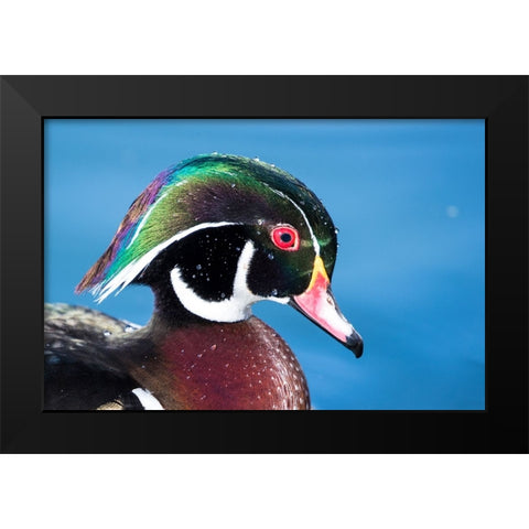 USA- New Mexico- Albuquerque. Male wood duck Black Modern Wood Framed Art Print by Gulin, Darrell